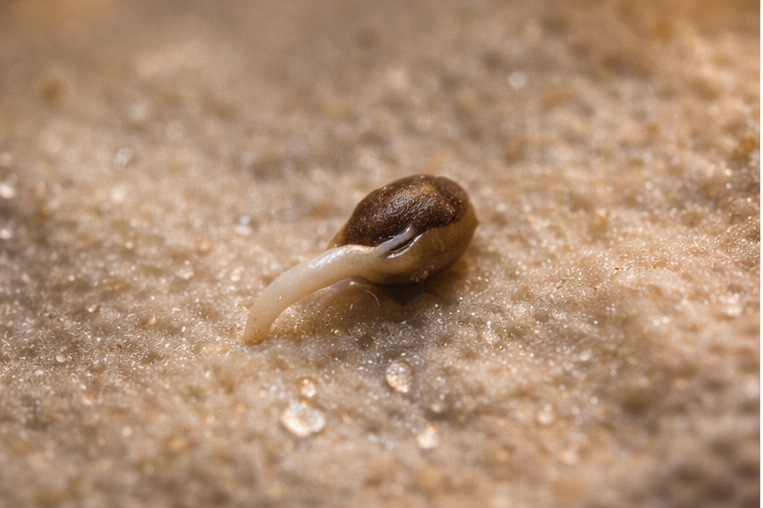 Keimung Schritt für Schritt – So bringst du Samen zum Keimen