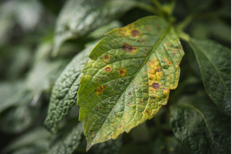 CalMag – Warum Kalzium und Magnesium so wichtig sind