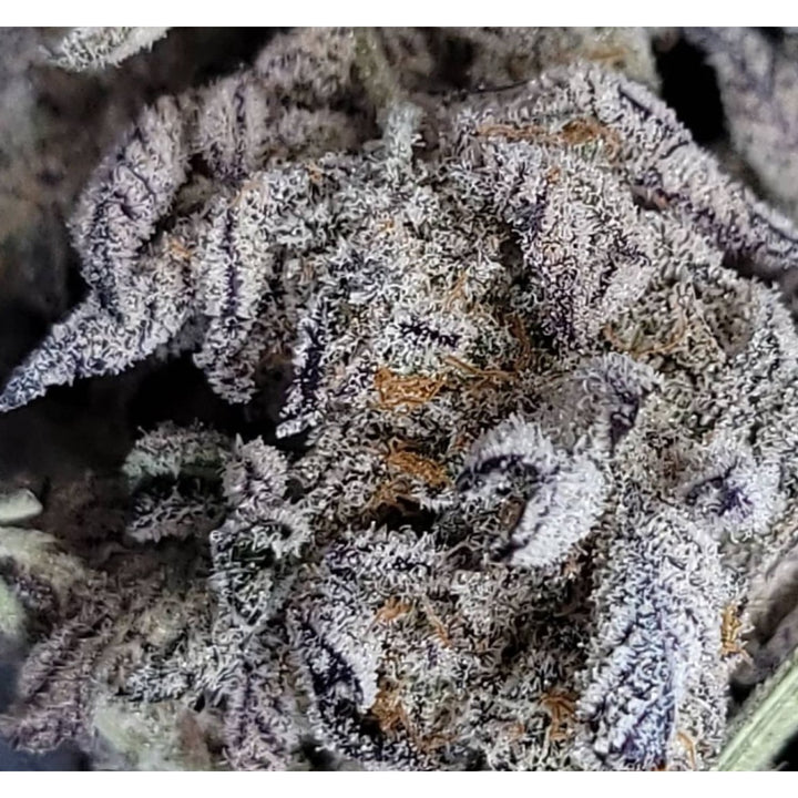 In House Genetics Jelly Breath S1 Fem 3St.