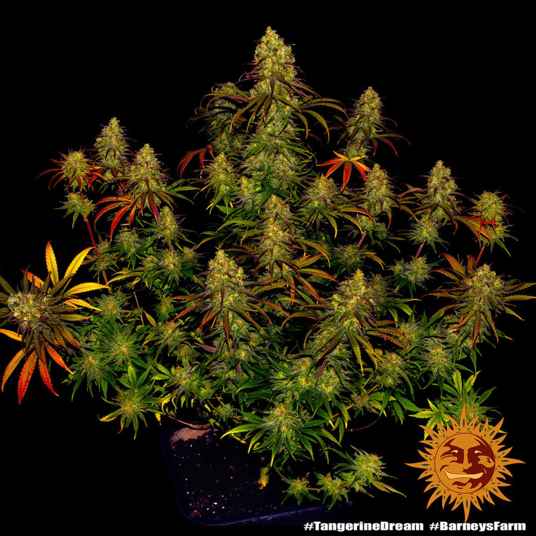 Barneys Farm Tangerine Dream Fem 3St.