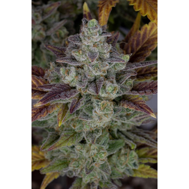 Fast Buds Gorilla Cookies Auto Fem 3St.