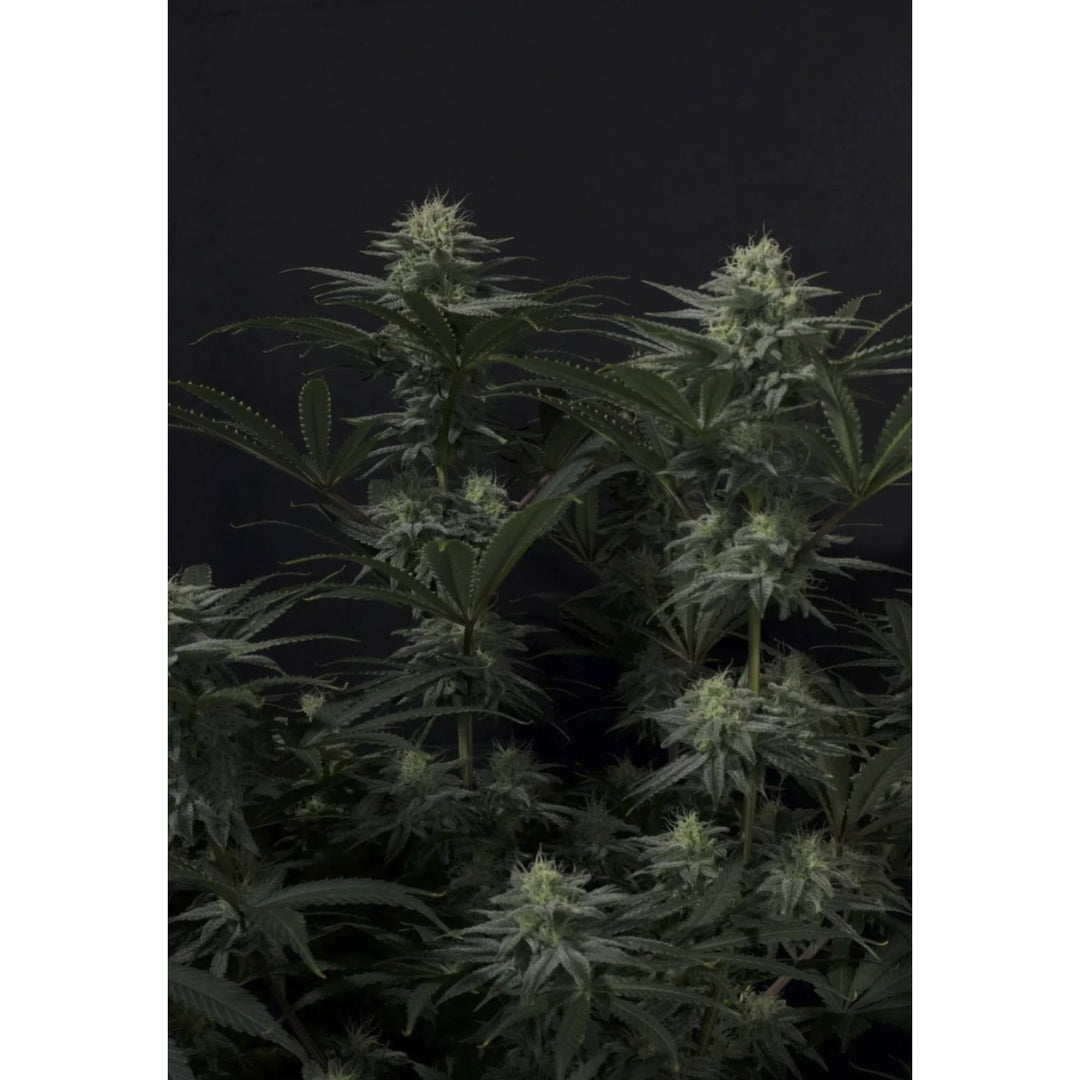 Fast Buds GG4 Sherbet FF Fem 3St.