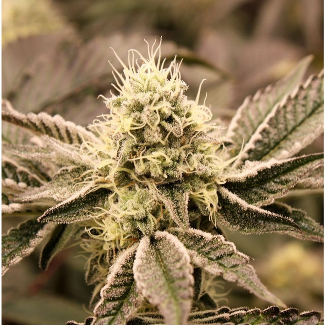 Humbold Seeds Mouth Wash Fem 3er Pack