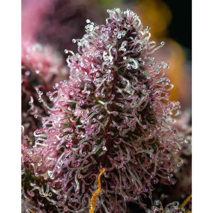 Barneys Farm Cherry Poppers Fem 3St.