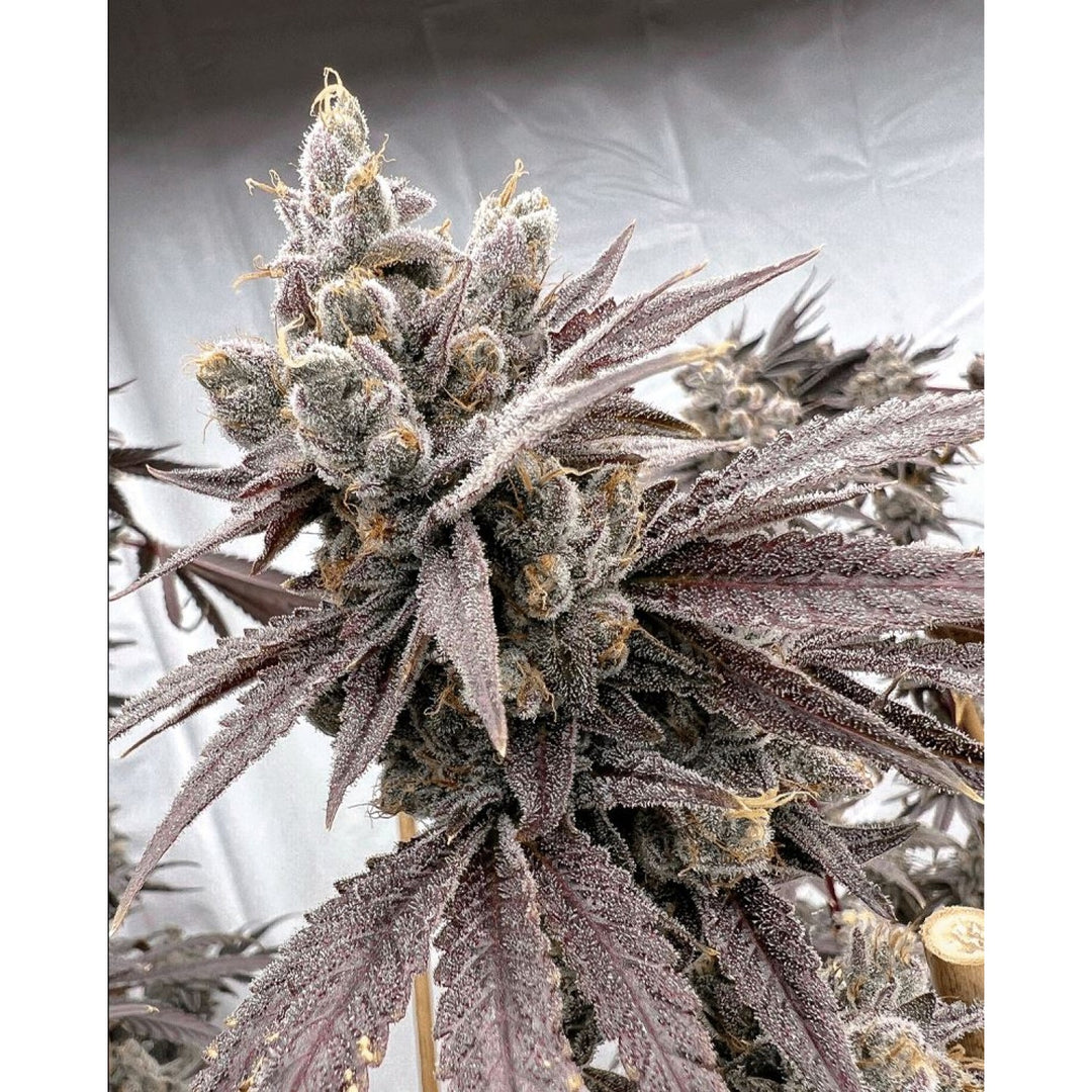 Solfire Gardens Shot Caller Fem 6St.