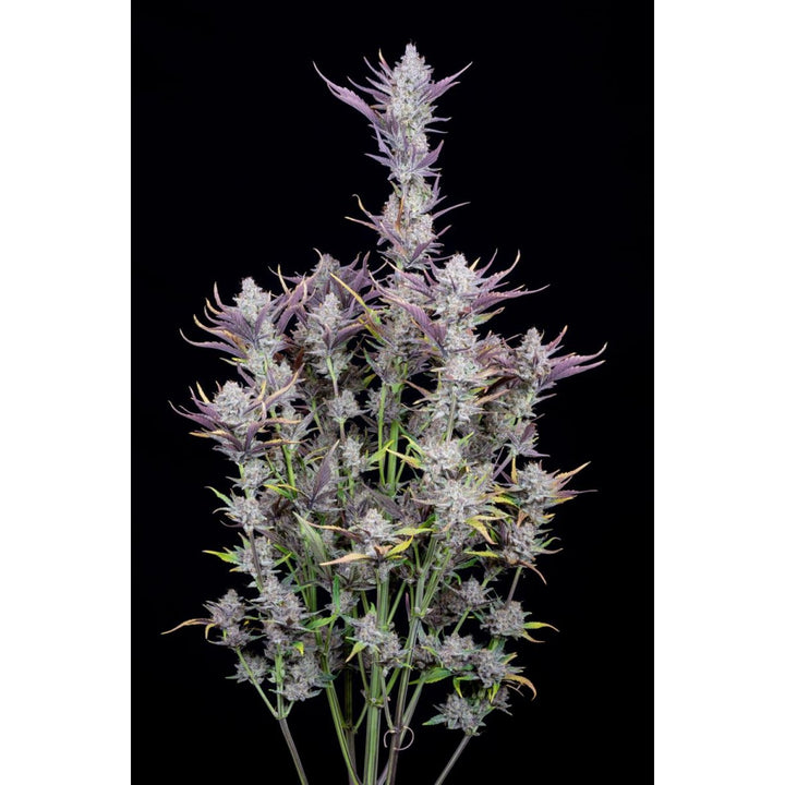 Fast Buds Wedding Glue Auto Fem 3St.