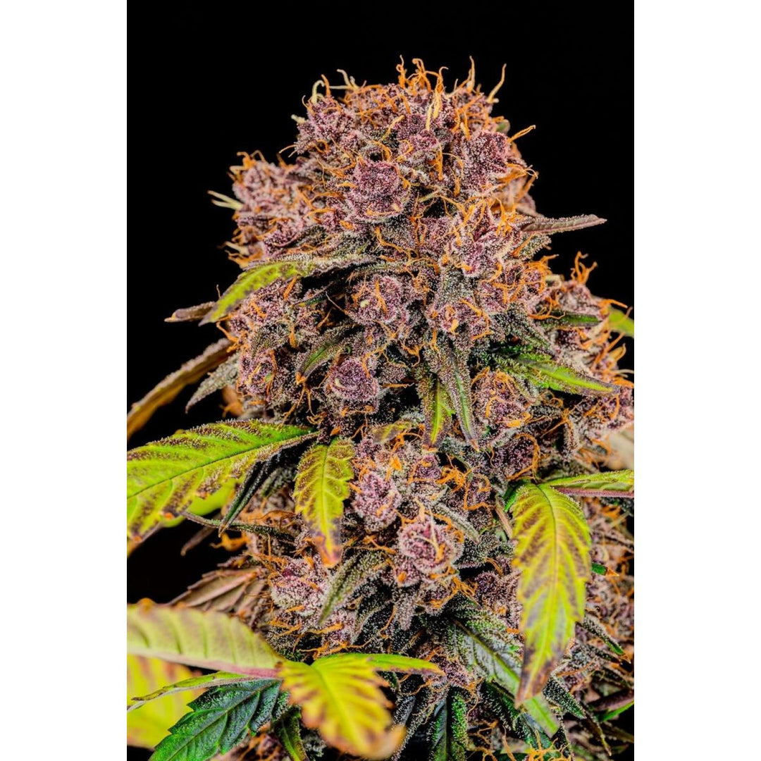 Fast Buds Lemon Cherry Cookies Auto Fem. 3St.