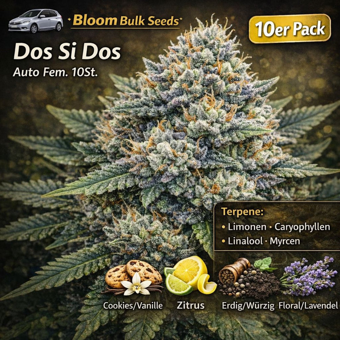 Bloom Bulk Seeds Dos Si Dos Auto Fem 10St.