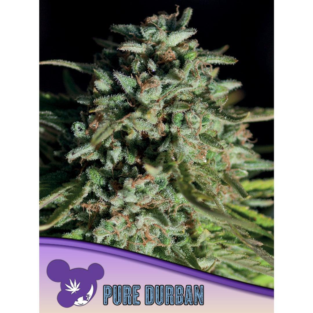 Anesia Pure Durban Fem 3St.