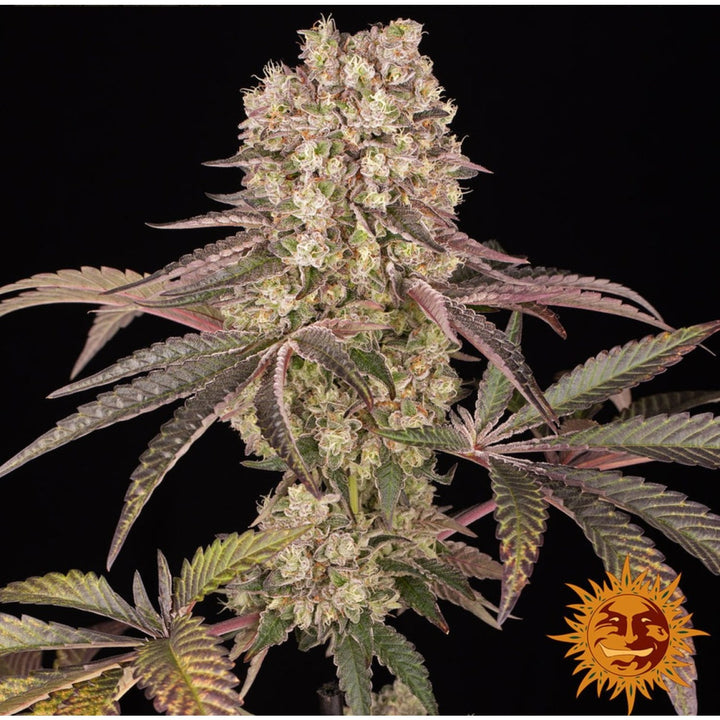 Barneys Farm Runtz Muffin Fem 3St.