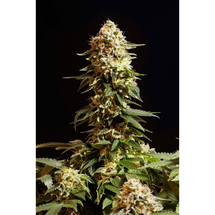 Kannabia La Reina De Africa aka Kabo Fem. 3St.