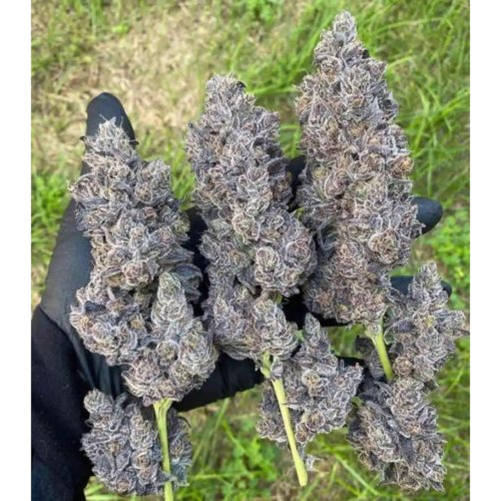 In House Genetics Bananacane Fem 3St.