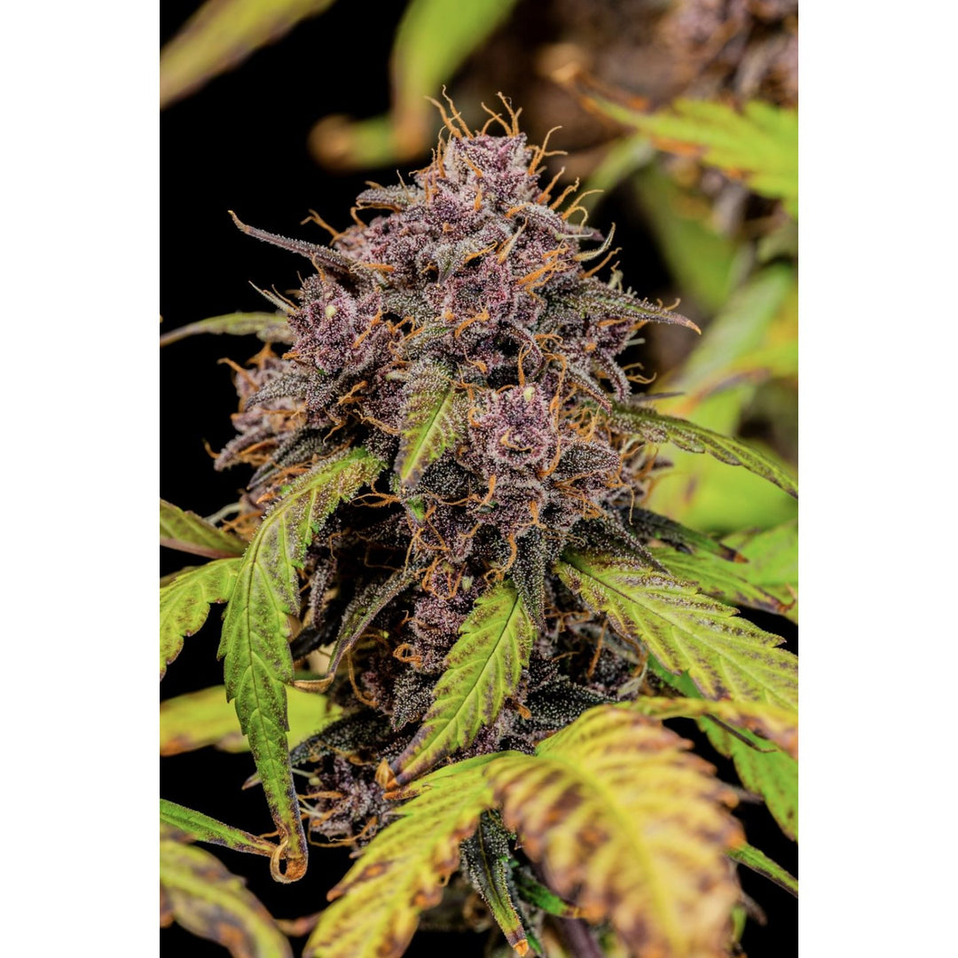 Fast Buds Lemon Cherry Cookies Auto Fem. 3St.