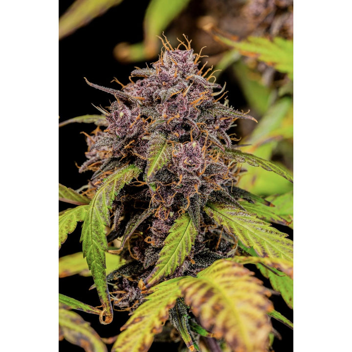 Fast Buds Lemon Cherry Cookies Auto Fem. 3St.