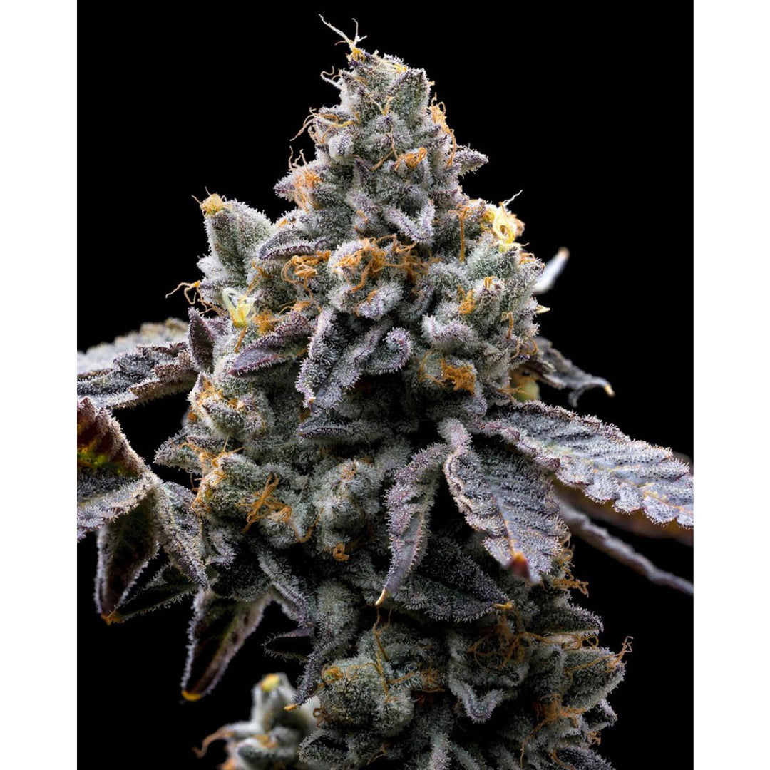 Barneys Farm GMO Cookies Fem 3St.