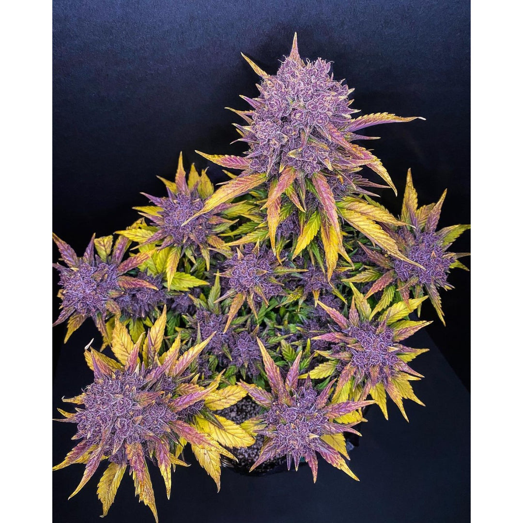 Fast Buds Purple Lemonade Auto Fem 3St.
