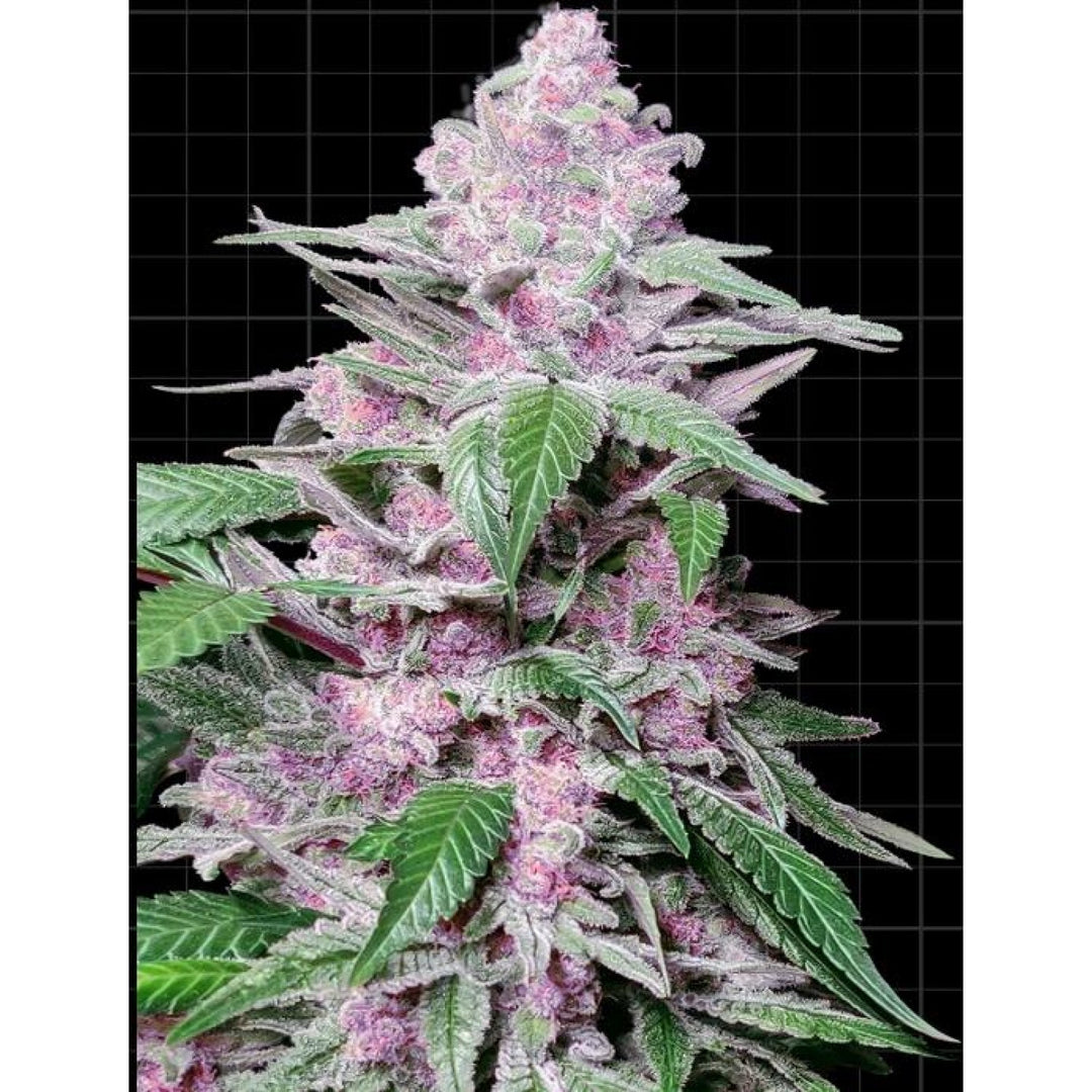 Sensi Seeds Purple Cookie Kush Fem. 3St.