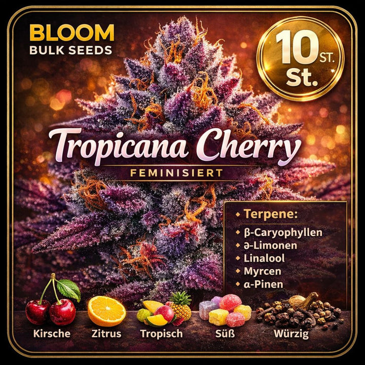 Bloom Bulk Seeds Tropicana Cherry Fem 10St.