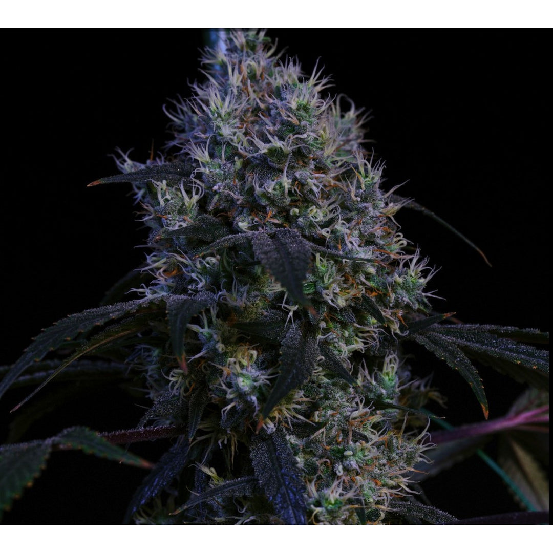 Ethos Super Lemon Haze RBX3 Fem 5St.