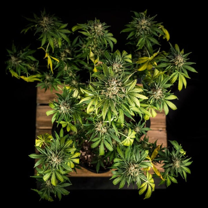 Royal Queen Seeds Green Gelato Auto Fem. 3St.