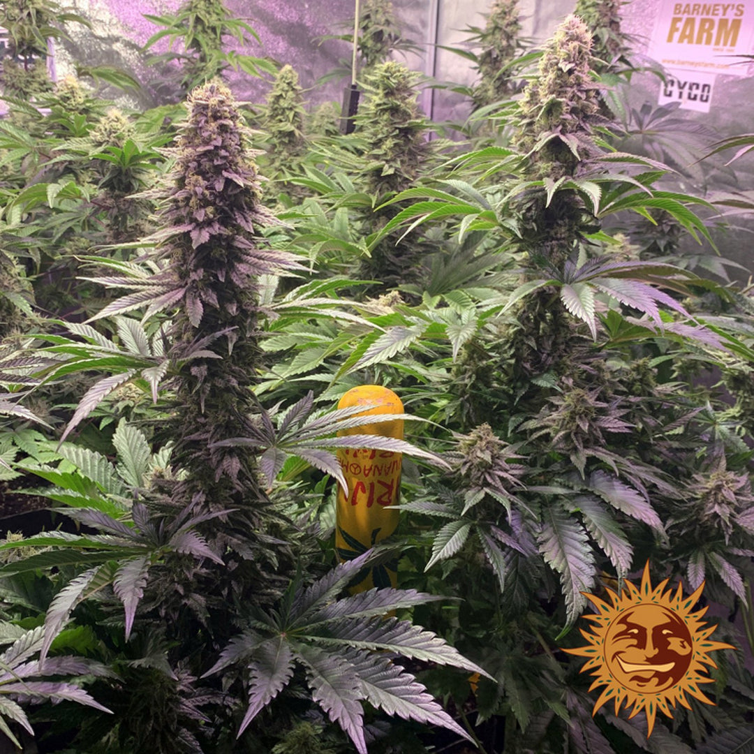 Barneys Farm Tropicanna Banana Fem 3St.