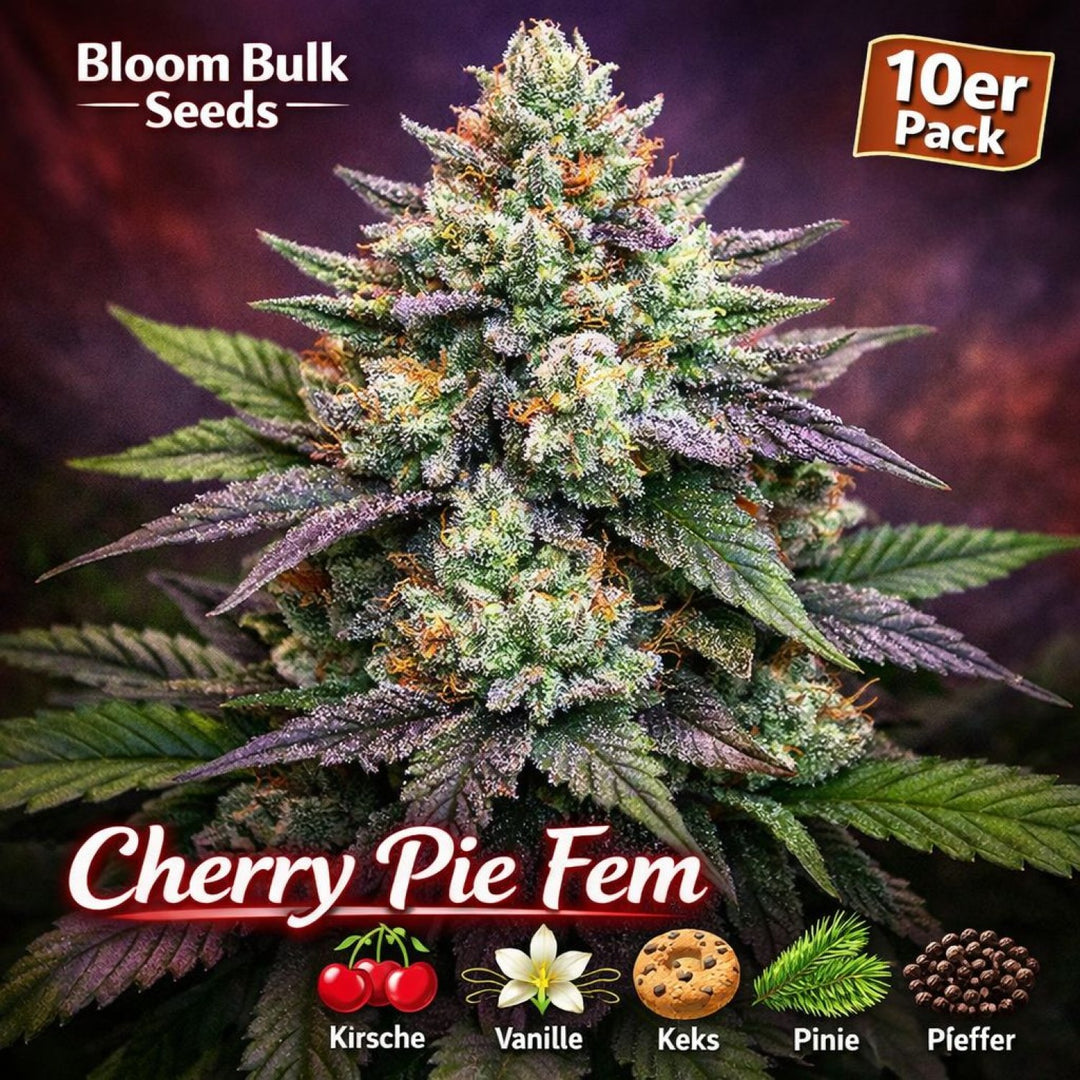 Bloom Bulk Seeds Cherry Pie Fem 10St.