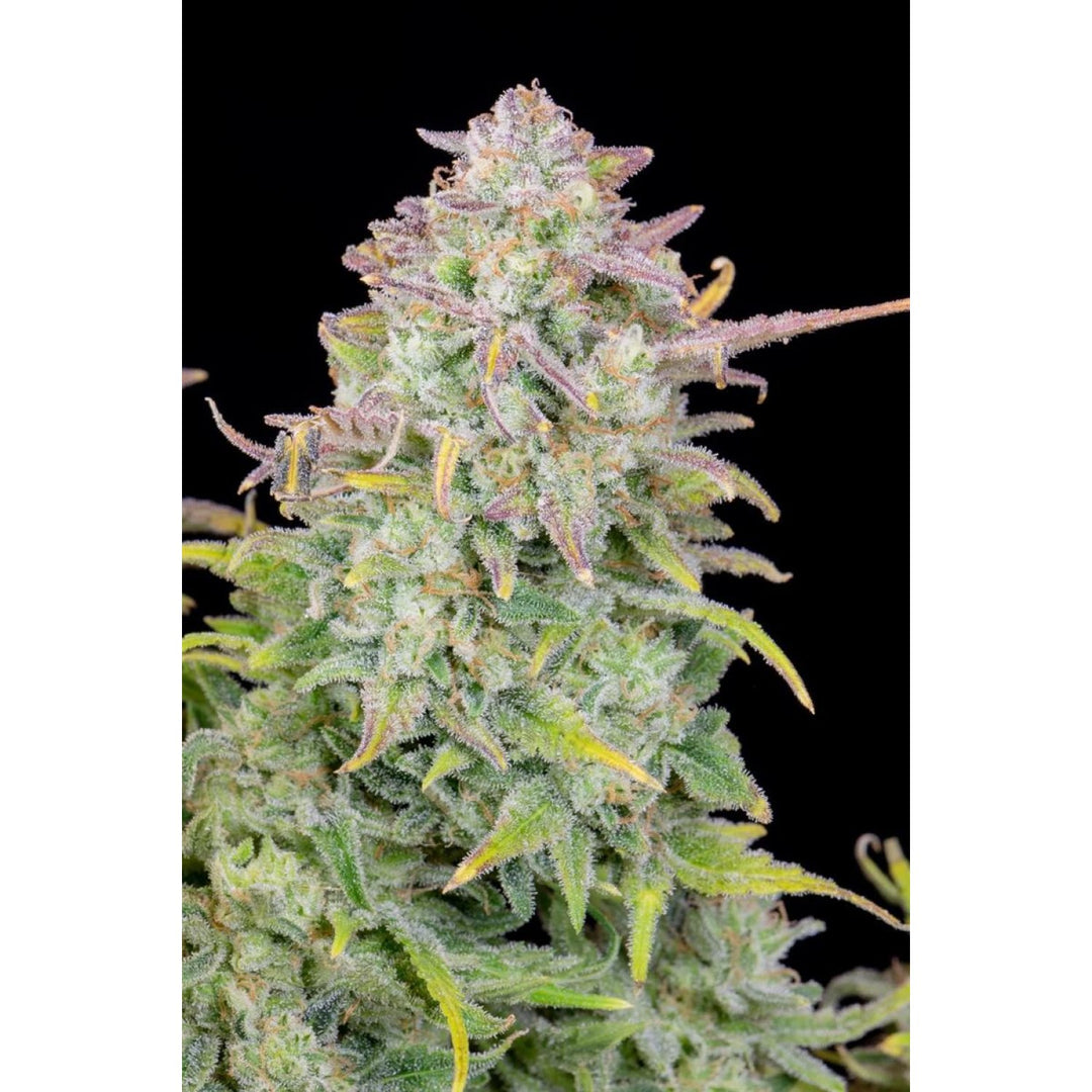 Fast Buds Original Trainwreck Auto Fem. 3St.