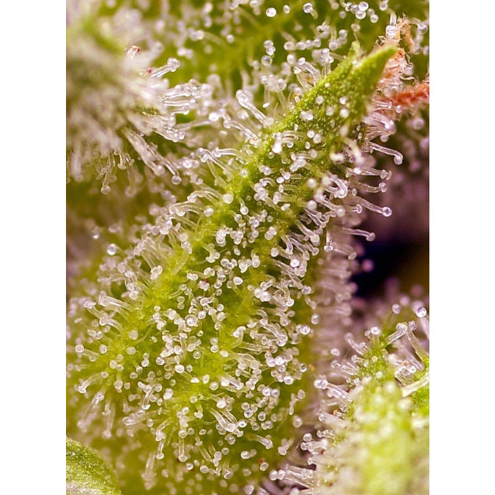 Sweet Seeds Sweet Cherry Pie Fem 3St.