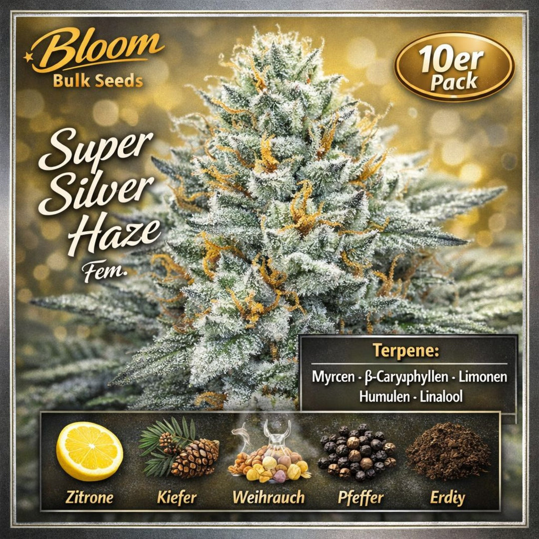 Bloom Bulk Seeds Super Silver Haze Fem 10St.