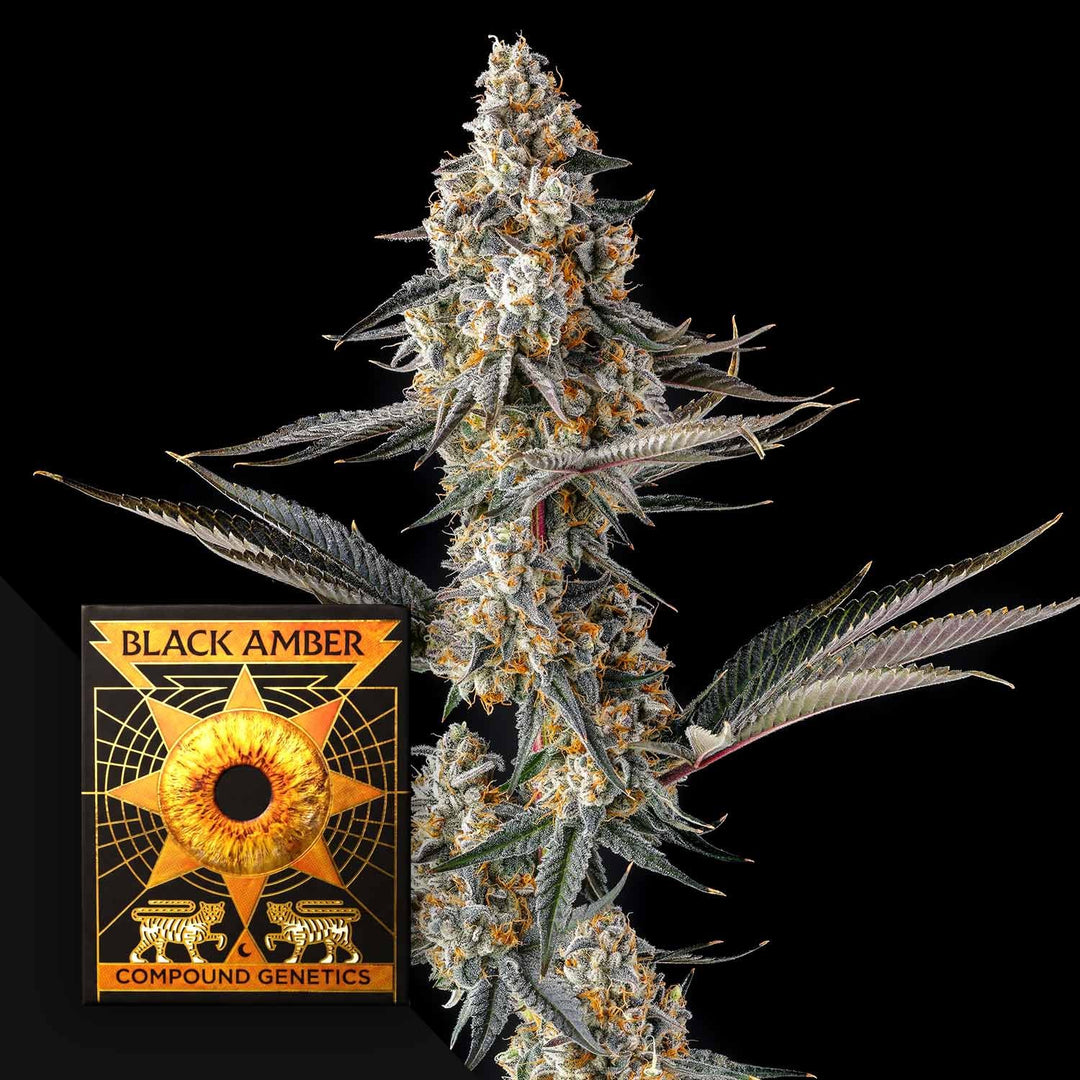 Compound Genetics La Llorona Fem 3St.