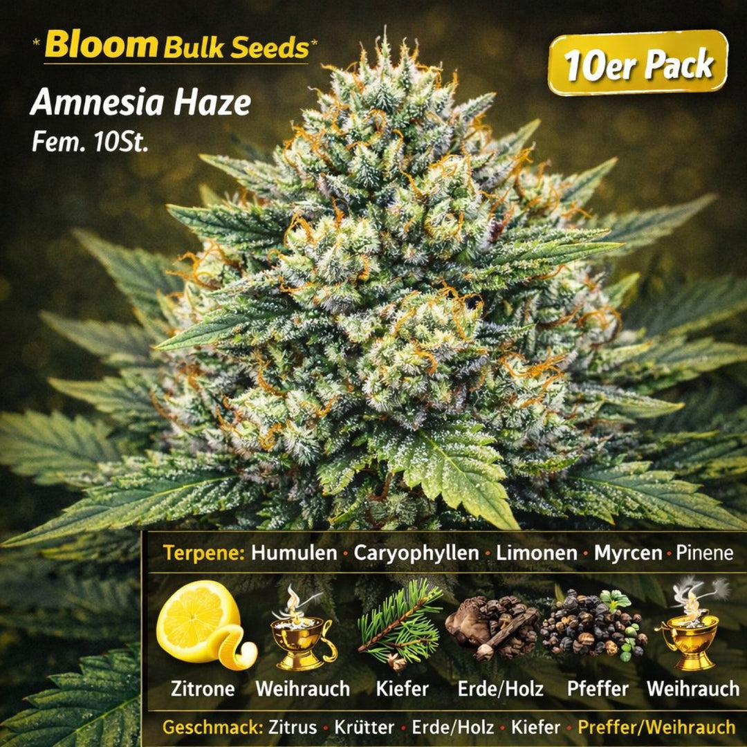 Bloom Bulk Seeds Amnesia Haze Fem 10St.