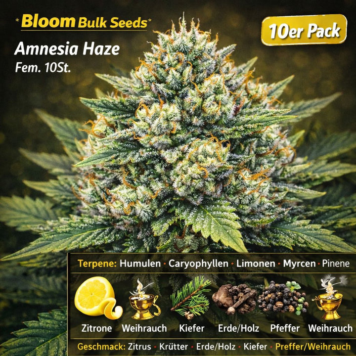 Bloom Bulk Seeds Amnesia Haze Fem 10St.