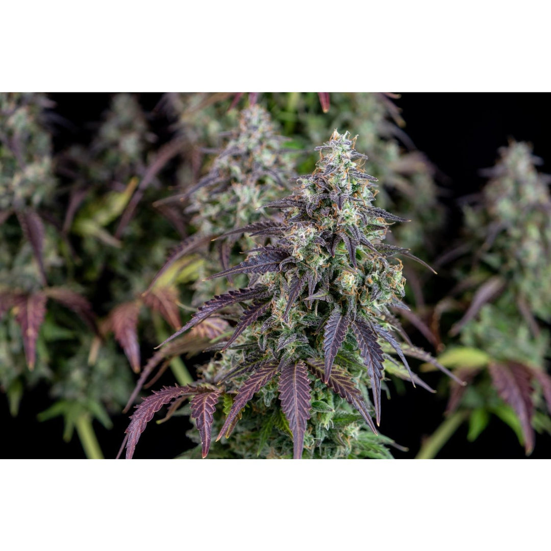 Fast Buds Lemon Pie Auto Fem 3St.