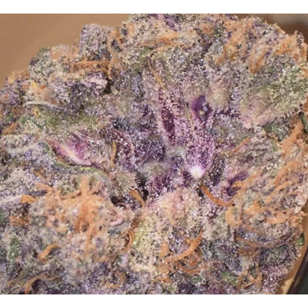In House Genetics Platinum Purple Candy Fem 3St.