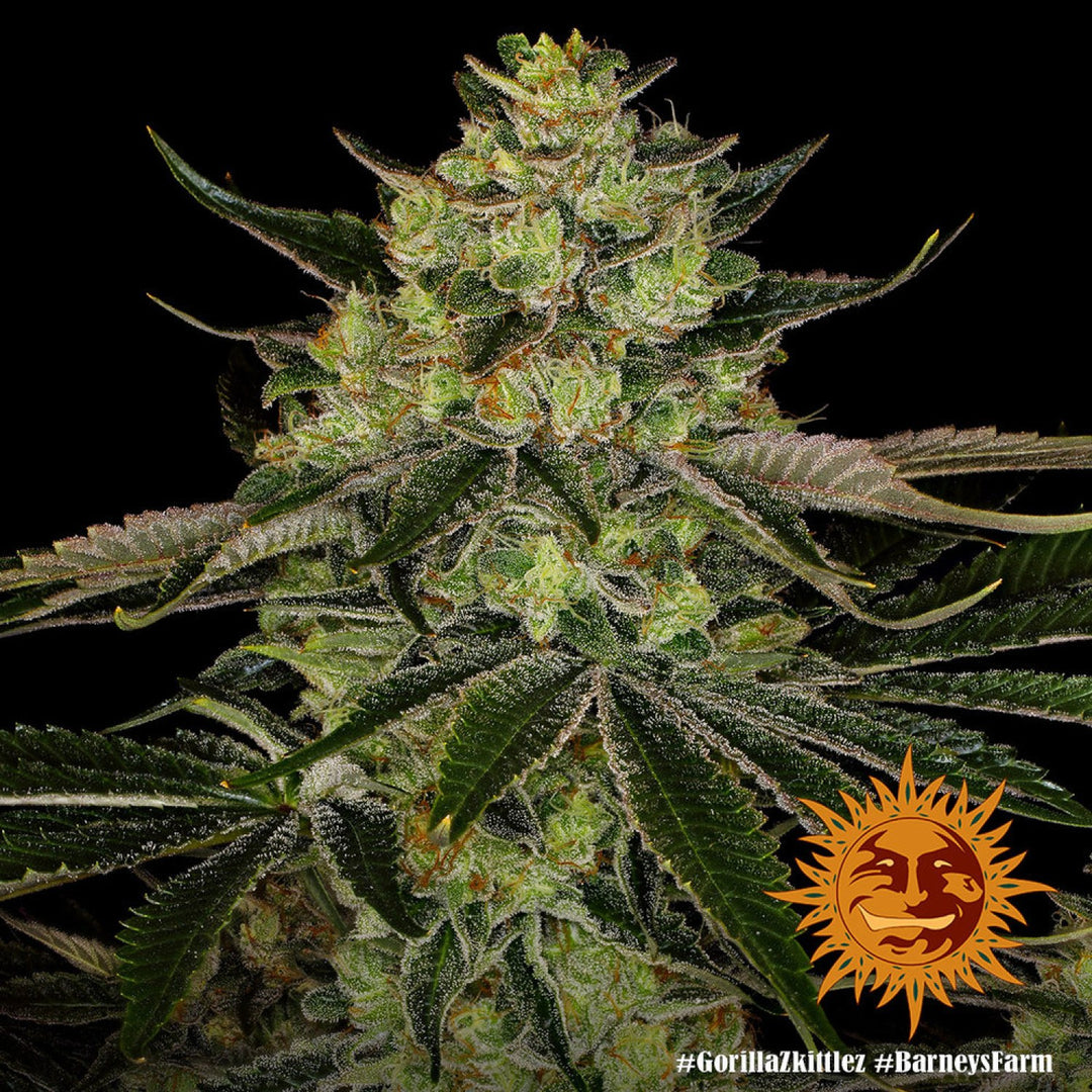 Barneys Farm Gorilla Zkittlez Fem 3St.