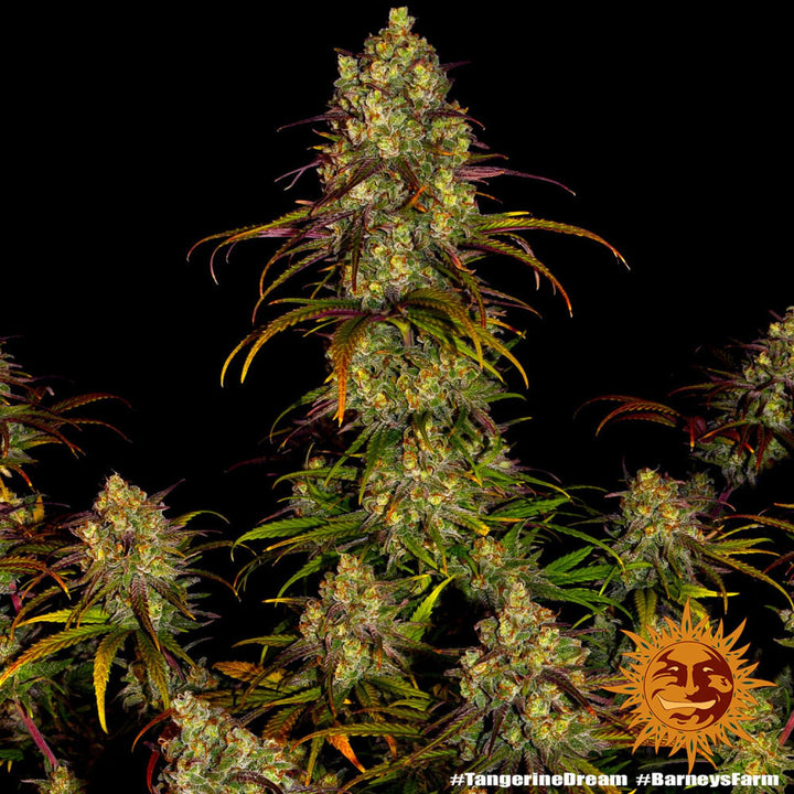 Barneys Farm Tangerine Dream Fem 3St.