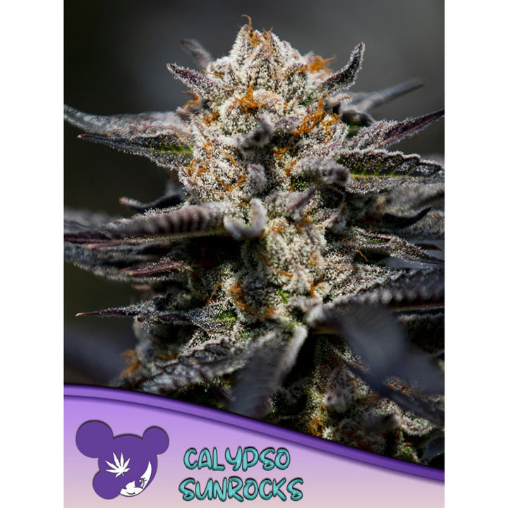 Anesia Calypso Sunrocks Fem 3St.