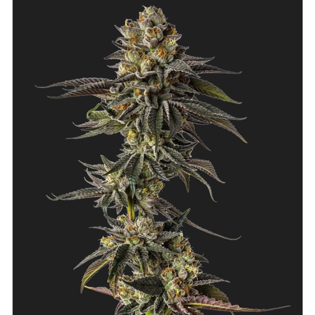 Growers Choice Toad Venom Auto Fem 3St.
