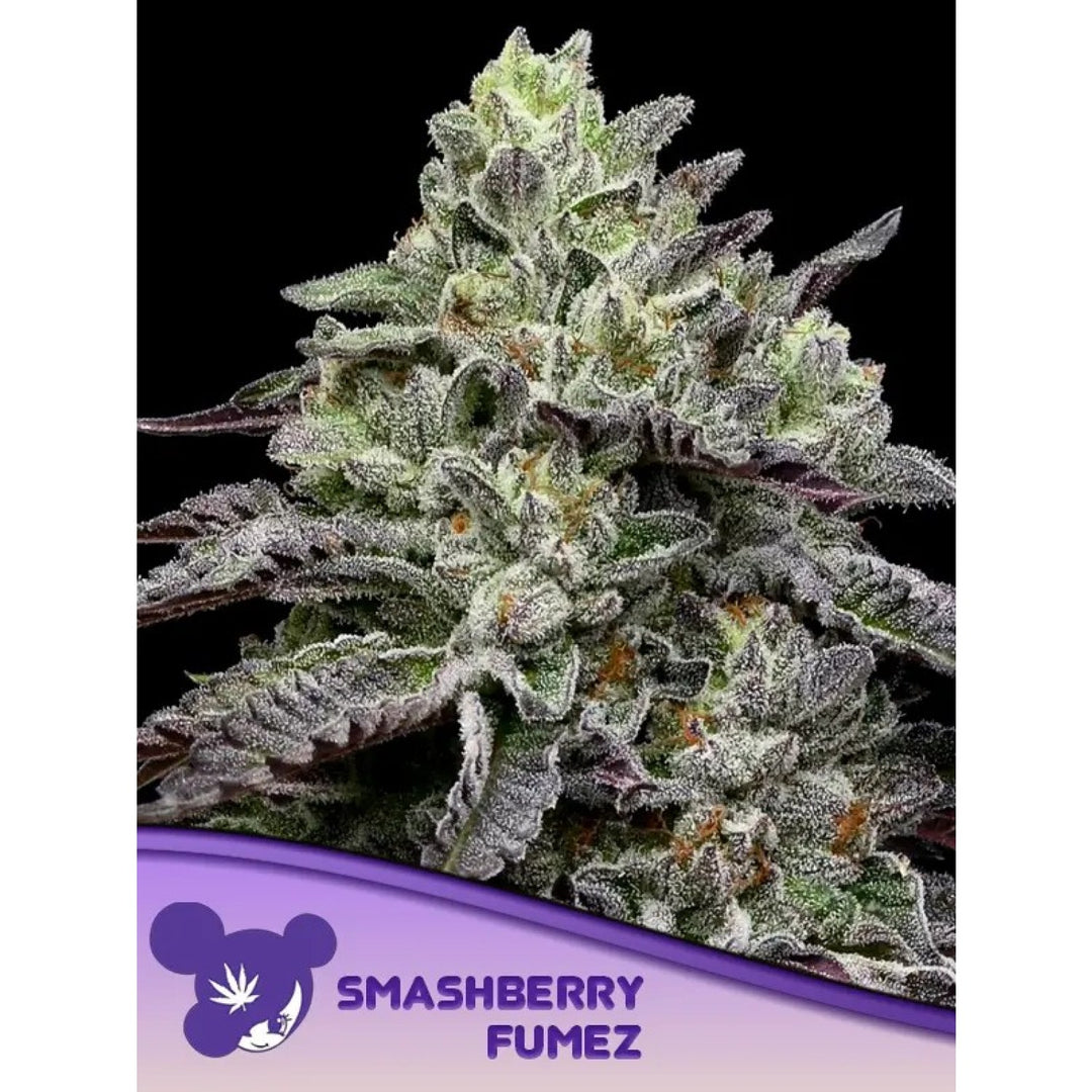 Anesia Smashberry Fumez Fem. 3St.
