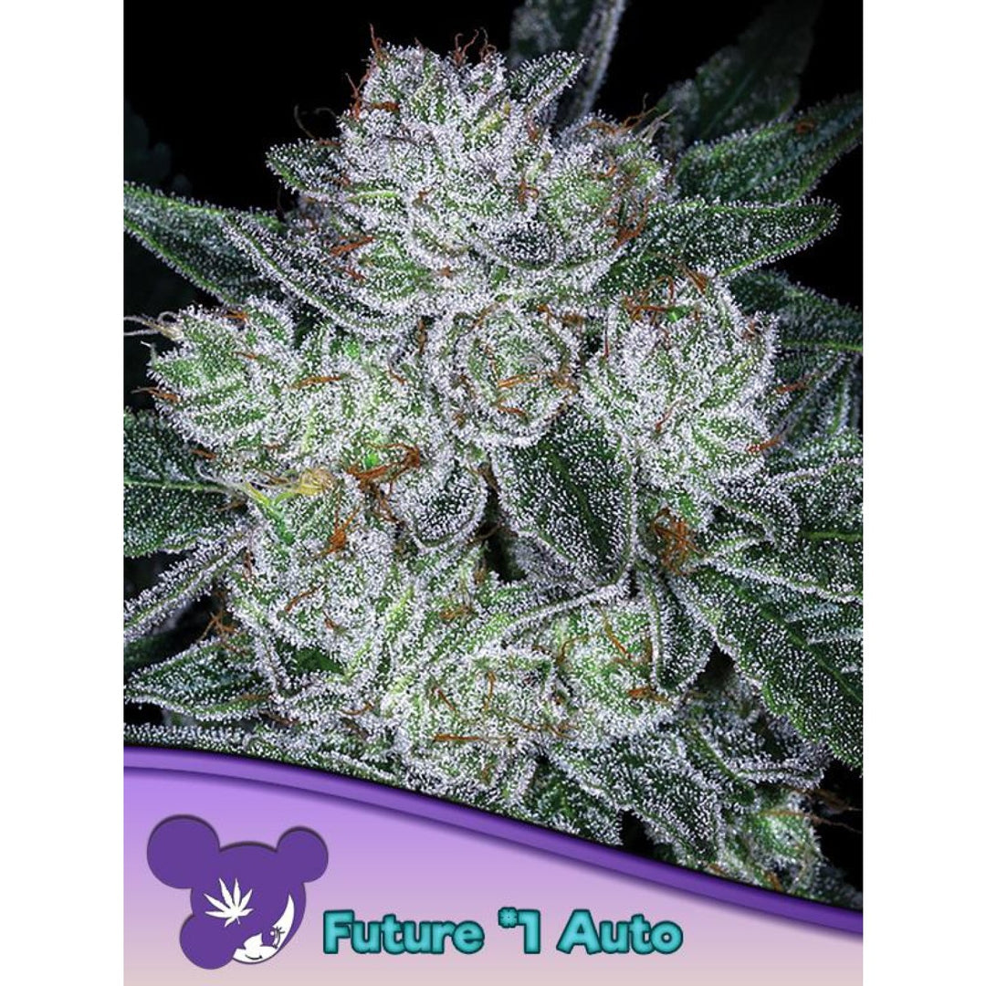 Anesia Future #1 Auto Fem. 3St.
