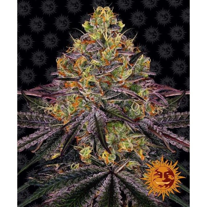 Barneys Farm Watermelon Zkittlez Fem. 3St.