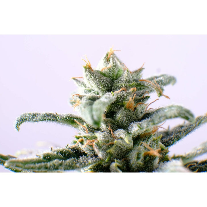 Kannabia CBG Auto Fem. 3St.