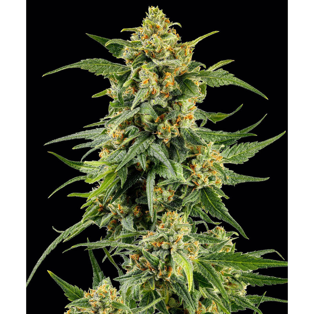 Barneys Farm Skunk #1 Fem 3St.