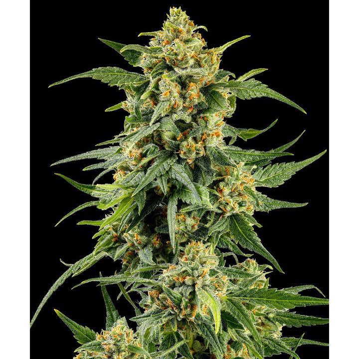 Barneys Farm Skunk 