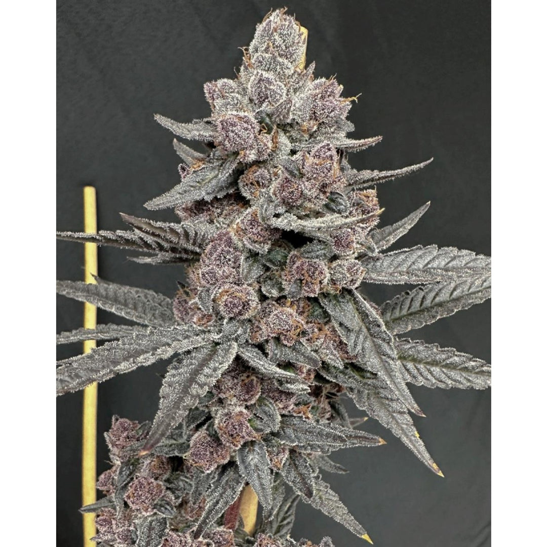 Solfire Gardens Sinferno Fem 6St.
