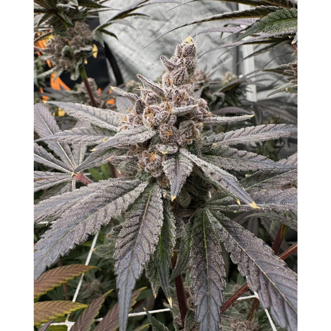 Solfire Gardens Gasserole Fem 6St.