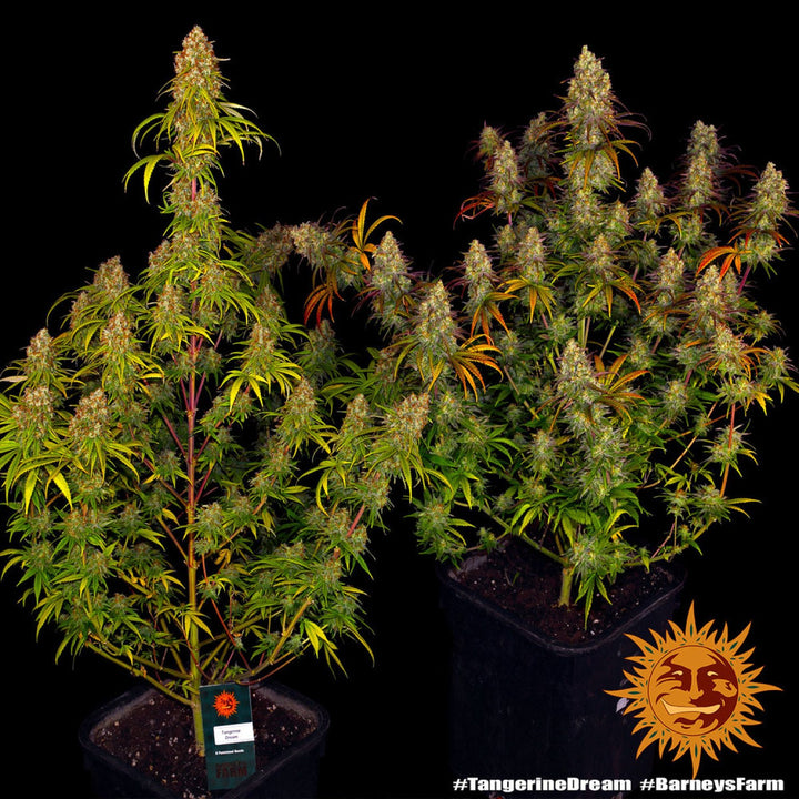 Barneys Farm Tangerine Dream Fem 3St.