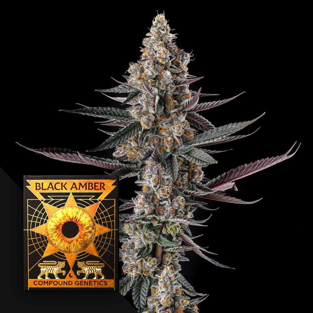 Compound Genetics Shake Back Fem 3St.