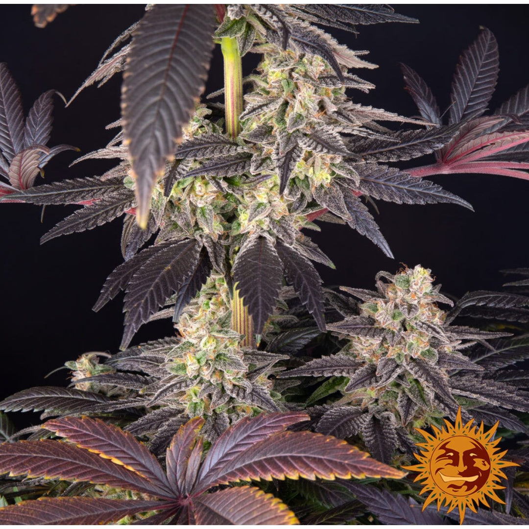 Barneys Farm White Runtz Fem 3St.