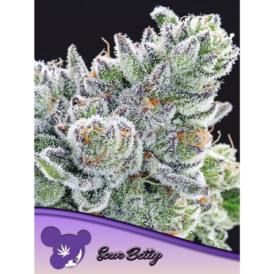 Anesia Sour Betty Fem 3St.